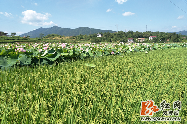 五里牌镇潇水湾:半禾半荷白鹭飞,稻熟莲落双抢忙 (1)_副本.png 五里牌镇潇水湾:半禾半荷白鹭飞,稻熟莲落双抢忙 (1)_副本.png