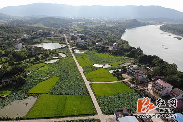 五里牌镇潇水湾:半禾半荷白鹭飞,稻熟莲落双抢忙_副本.jpg 五里牌镇潇水湾:半禾半荷白鹭飞,稻熟莲落双抢忙_副本.jpg