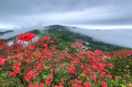 网友实拍 | 永州阳明山最美花季之雾里看花