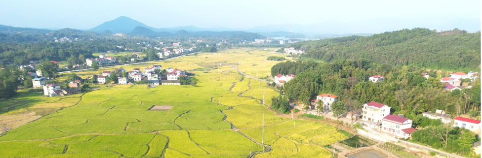 一图双牌 | 金稻飘香丰收景