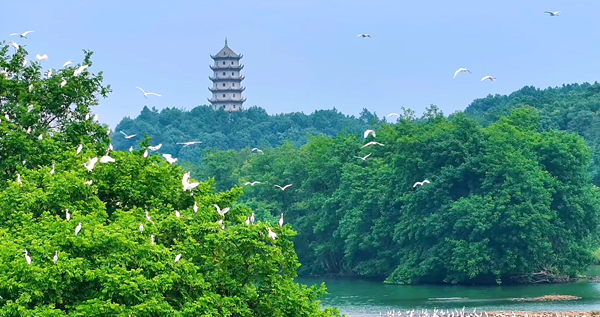 0918白鹭 04_副本.png