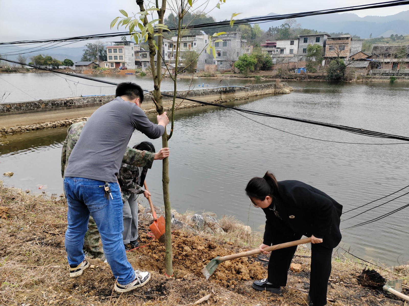 江村植树.jpg