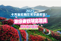 视频 | 2025湖南阳明山十万亩杜鹃花海华丽退场 限定浪漫明年再续