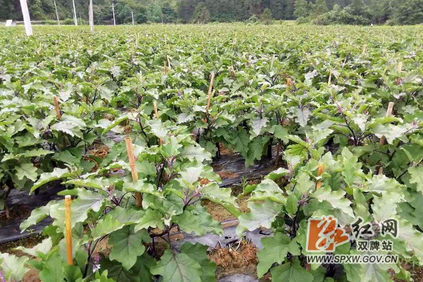 H双牌县理家坪乡：紫茄大丰收助力脱贫攻坚1.jpg