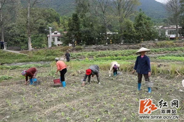 新和村村民为新种的芥菜松土、施肥_副本_副本.jpg