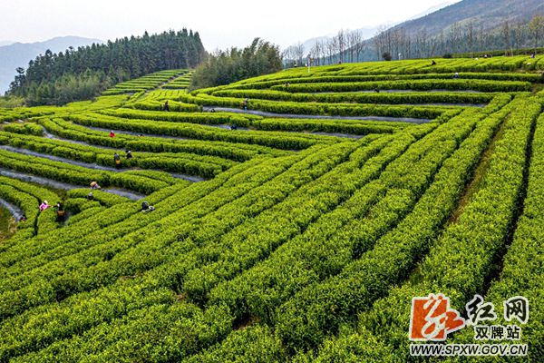 双牌云台山茶场图片