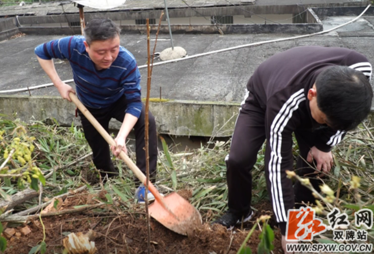 双牌县融媒体中心开展义务植树活动