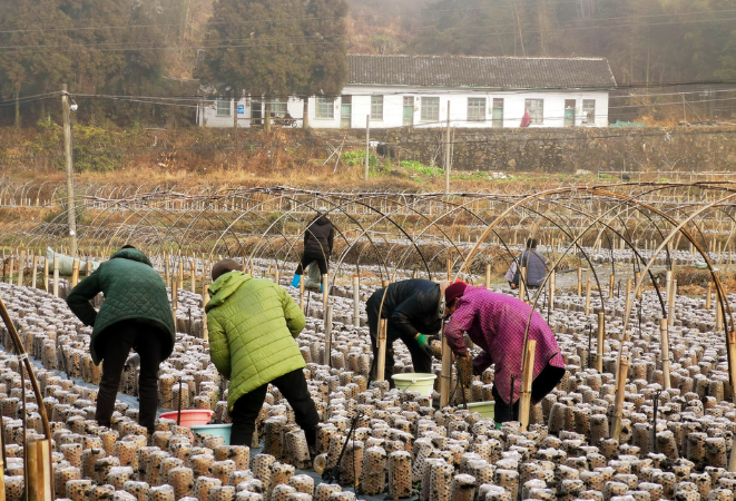 双牌阳明山村木耳丰收采摘忙