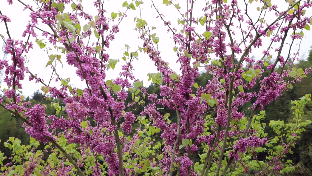 紫荆花3.png