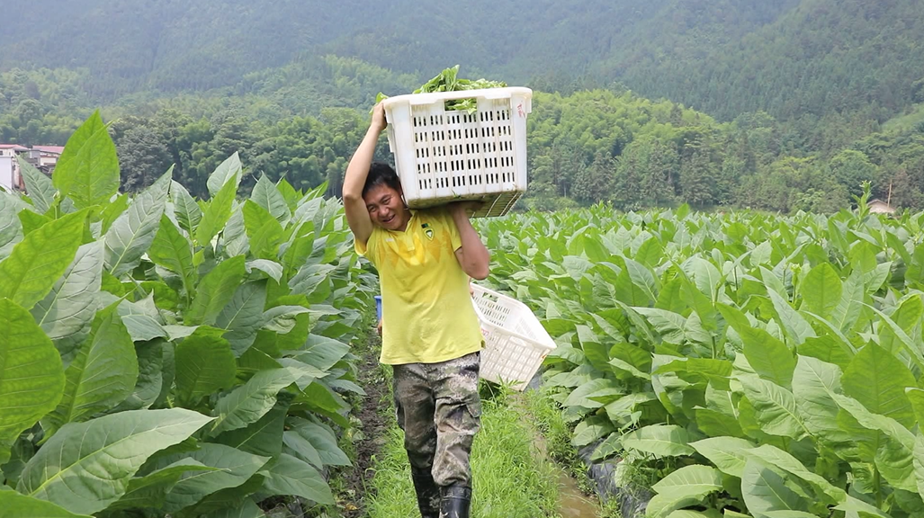 烟叶3.png