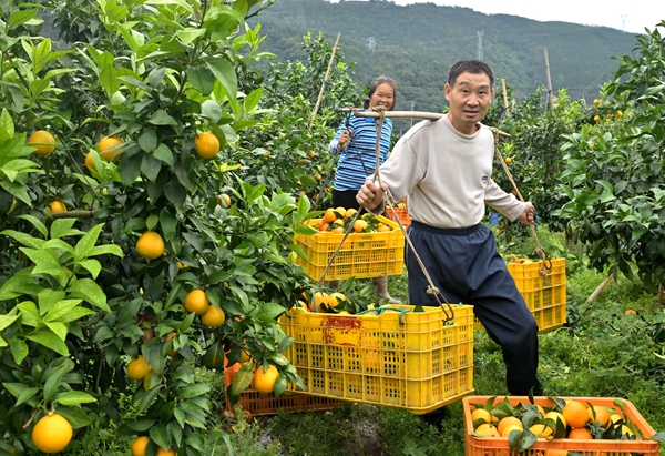 双牌：果冻橙成熟 村民采摘忙 1_副本.jpg