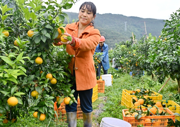 双牌：果冻橙成熟 村民采摘忙_副本.jpg