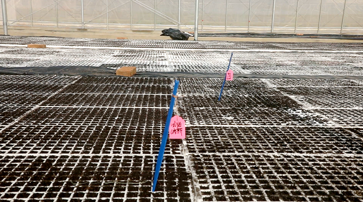 雪茄烟18_副本.png