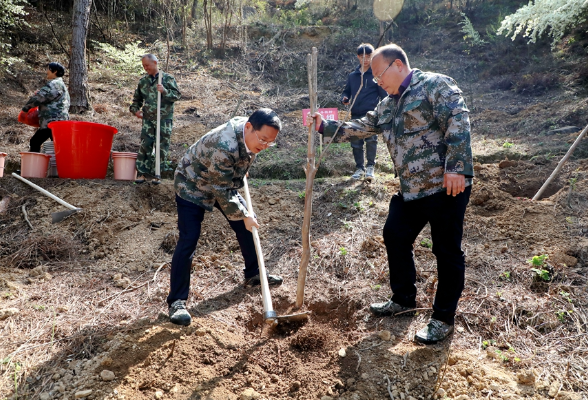 双牌：“五大家”领导参加义务植树活动