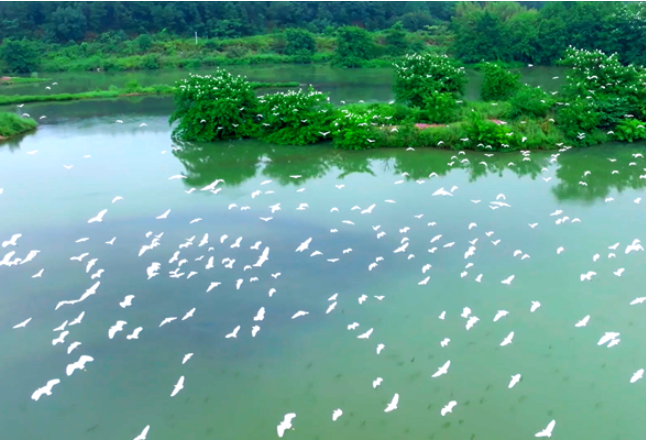 视频 | 双牌：千只白鹭翩翩飞！“环保鸟”组团打卡日月湖