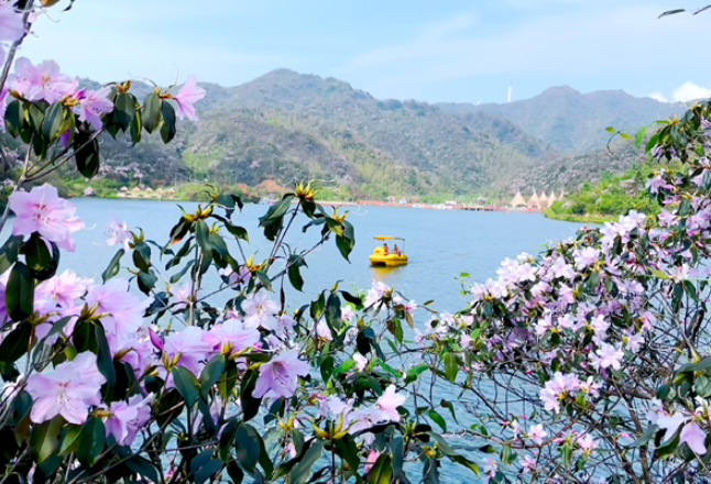 永州十场花事 | 不管晴天雨天，在湖南阳明山看杜鹃花争艳就是美好春天