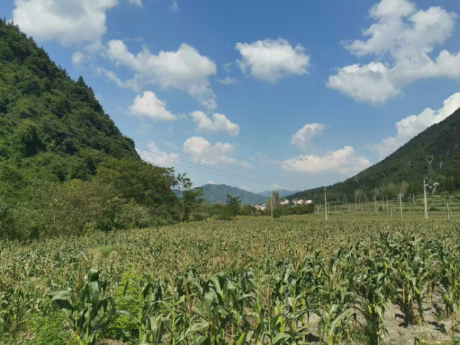 双牌新和村：百亩甜糯玉米喜迎丰收
