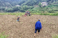 双牌县打鼓坪乡：抢农时抓生产 绘就秋冬种丰收底色