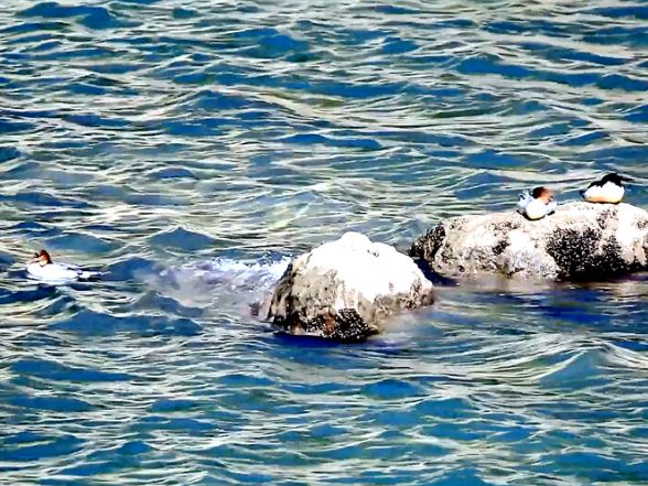 中华秋沙鸭连续13年“打卡”永州双牌越冬