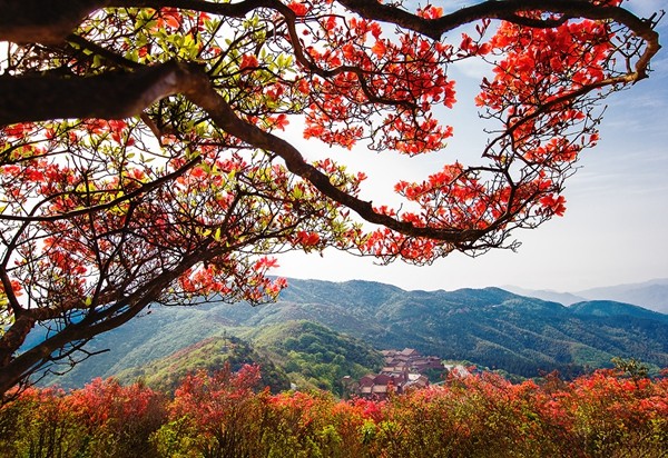 2023阳明山杜鹃花_副本.jpg