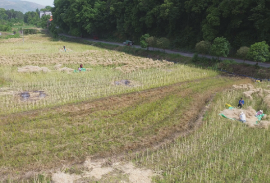 双牌：万亩油菜喜丰收 乡村振兴谱新篇