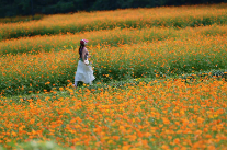 @拾光色影：双牌桐子坳硫华菊开成海 按下快门就是文艺大片