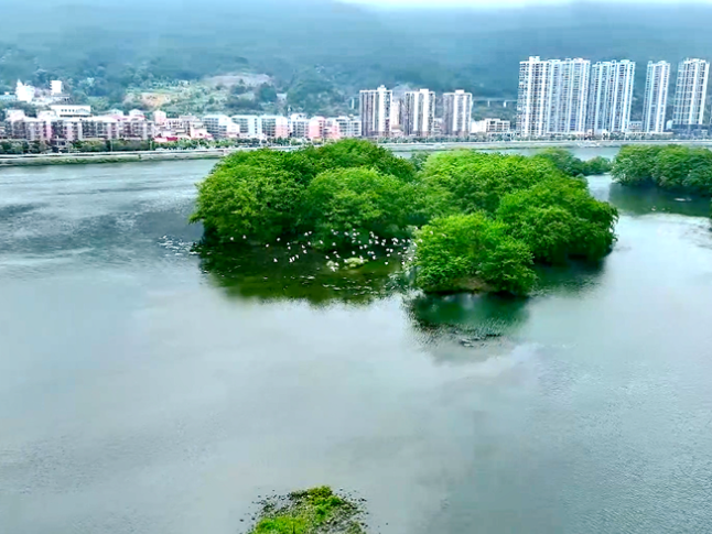 双牌：千只白鹭“打卡”日月湖 生态湿地成南迁候鸟“能量补给站”
