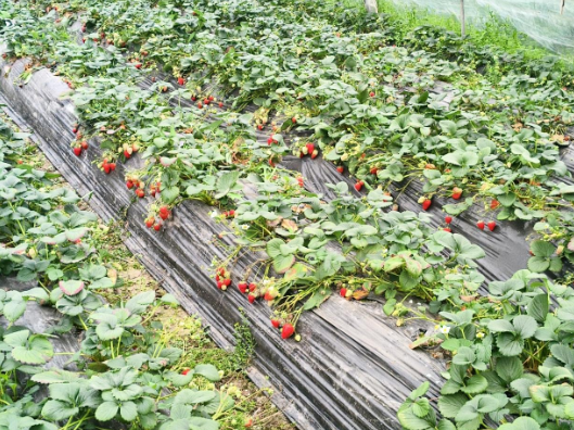 为民办实事 | 双牌县五里牌镇：草莓进入盛果期  限时优惠等你来摘