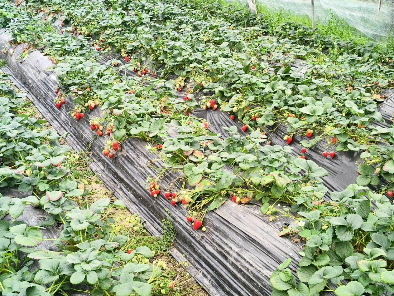 图片 1.png 图片 1.png