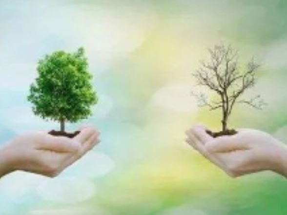 双牌：春风添新绿植树正当时