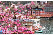 网友实拍 | 双牌阳明山万和湖的樱花开了