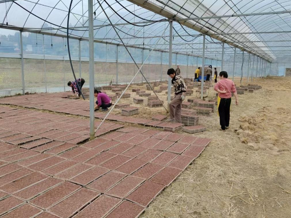 双牌县江村镇：春耕备耕正当时 不误农时不负春