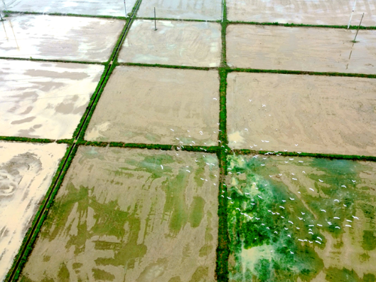 双牌：春耕绘新卷 白鹭伴农耕