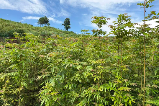 育优良树种 护绿水青山——双牌县打鼓坪林场深耕珍稀林木培育赋能林业高质量发展
