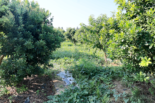双牌朝阳村：杨梅林下套种西瓜 立体种植喜迎丰收季