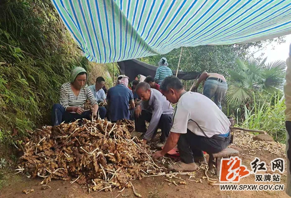 双牌：小小生姜窖 蕴藏大财富