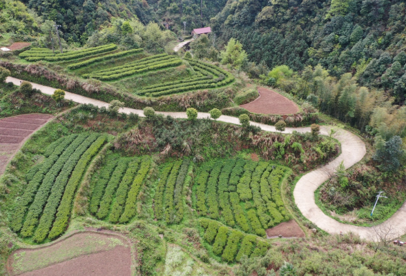 双牌单江村：明前高山野生茶开采 群众迎增收开门红