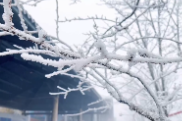 视频 | 双牌阳明山迎来今冬首场雾凇奇观