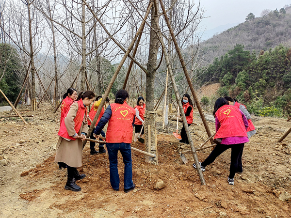 双牌县财政局“共栽银杏树，共建巾帼林”义务植树（图）_副本.png