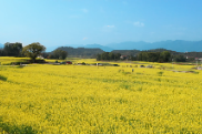 系列活动预告！2023年湖南油菜花节（双牌县分会场）暨永州市首届“乡村振兴巾帼运动会·健步走”启动仪式3月9日举行