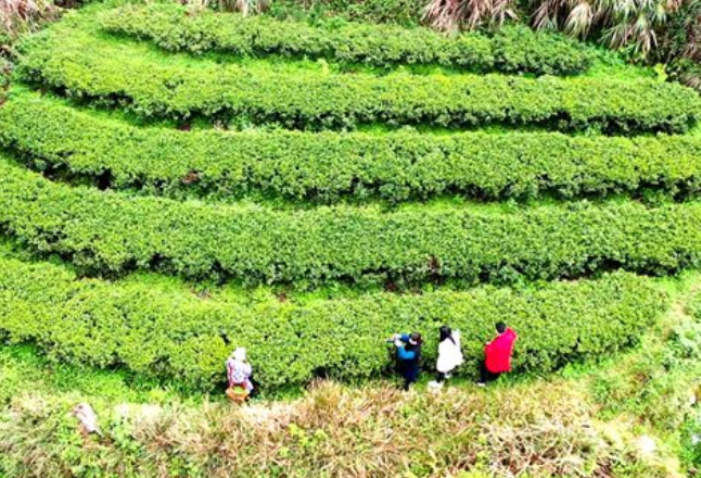 双牌桃花坳：高山野茶吐新芽 又是一年茶香时