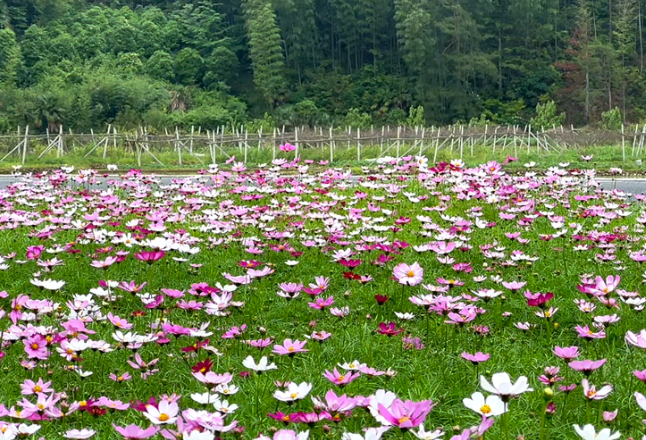 视频丨双牌阳明山：格桑花开 乡村如画