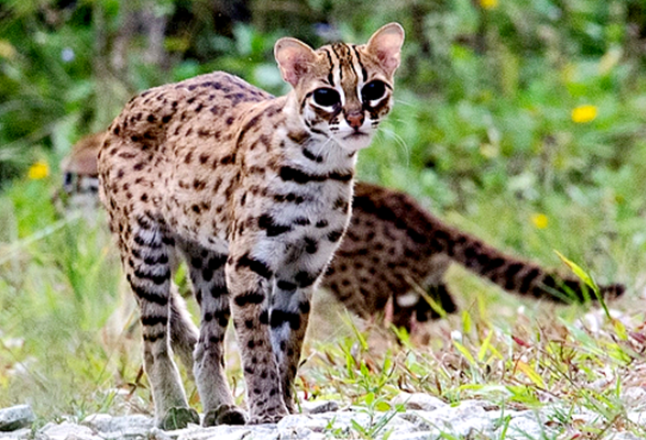 视频丨“哈基米”来访！永州双牌阳明山首次发现国家二级保护野生动物豹猫