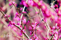 永州十场花事 | 双牌：桐子坳的紫荆花开了，你还不来吗？