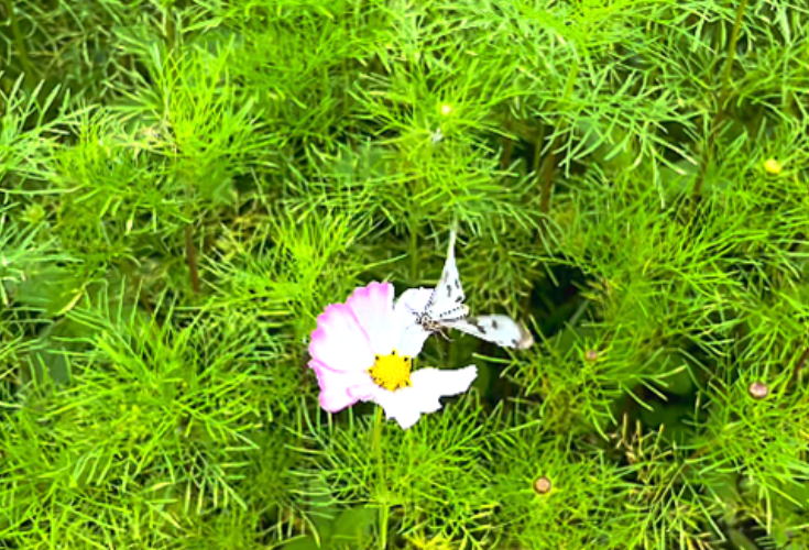 视频丨双牌阳明山初夏的清新绿