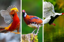 视频 | 湖南阳明山公布一批珍稀鸟类影像 雌雄共舞母幼同框温馨满满