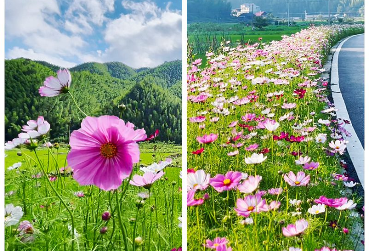 视频丨双牌阳明山：时至初夏 格桑花开