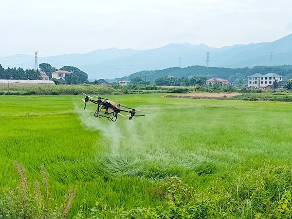 泷泊镇：“一喷多促”，科技助力晚稻丰收（图）_副本.jpg