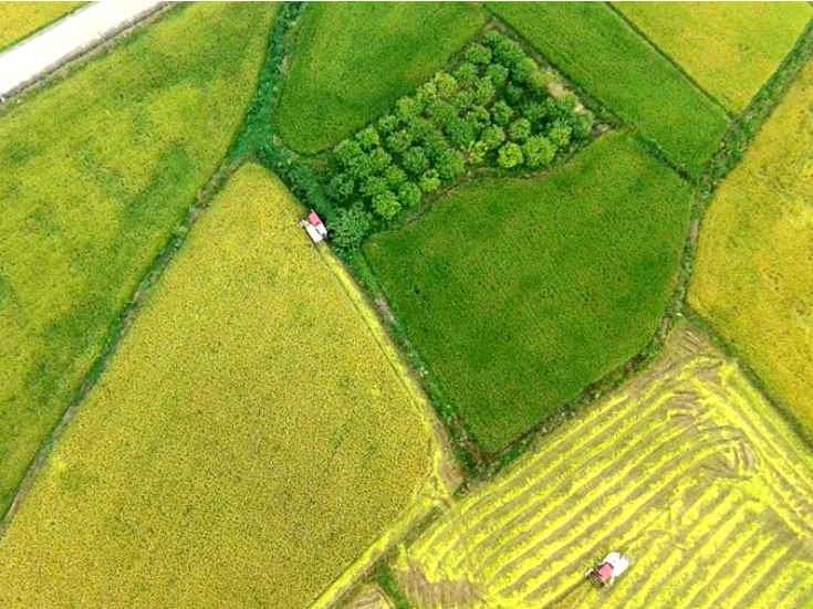 双牌：晚稻开镰收割 新设备助力“抢粮入仓”