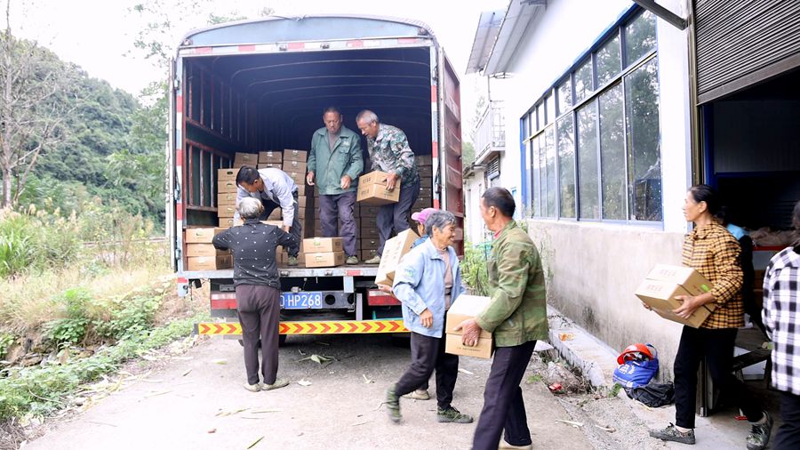 玉米 03_副本.jpg